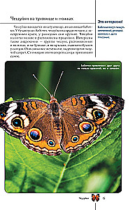 Butterflies. Illustrated Guide