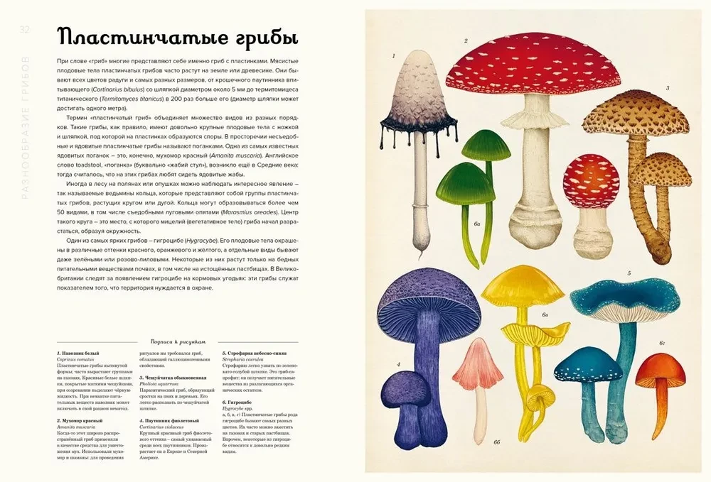 Musharium