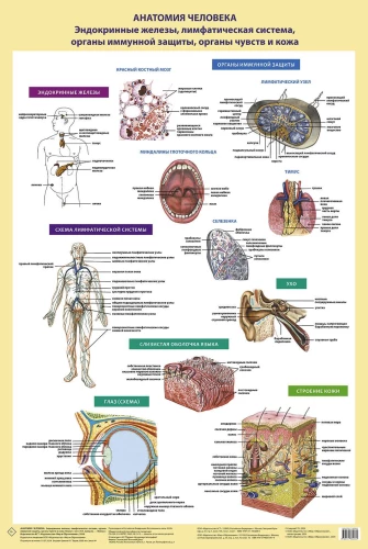 Human Anatomy. Skeletal System