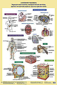 Human Anatomy. Skeletal System