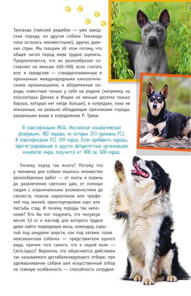 Šunų veislės. Nustatytojas