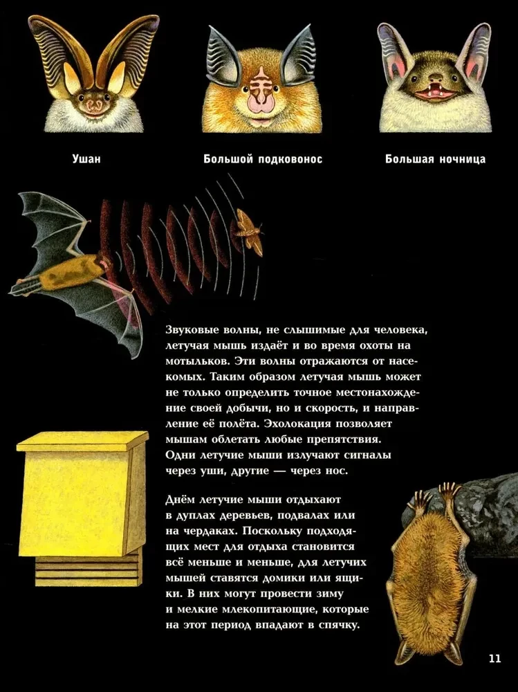 Nocturnal Animals