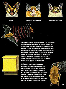 Nocturnal Animals