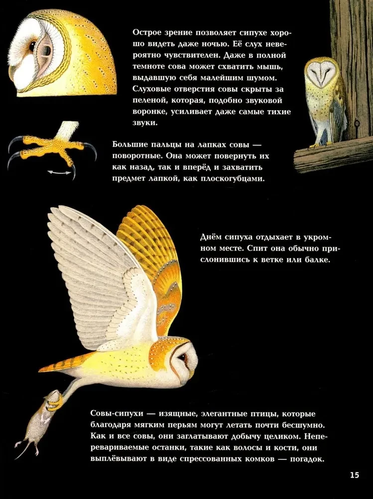 Nocturnal Animals
