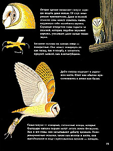 Nocturnal Animals