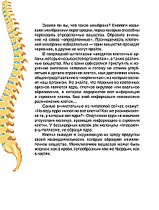Fairy Tale Anatomy