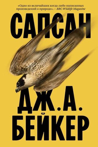 Sokół