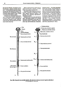 Atlas of Human Anatomy. Volume 3. Neurology. Aesthesiology