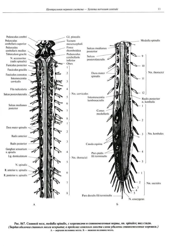 Atlas of Human Anatomy. Volume 3. Neurology. Aesthesiology