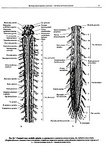 Atlas of Human Anatomy. Volume 3. Neurology. Aesthesiology