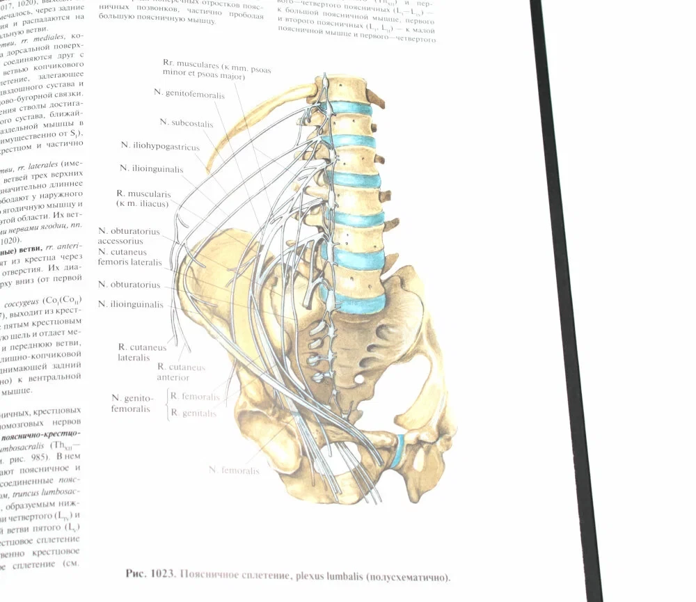 Atlas of Human Anatomy. Volume 3. Neurology. Aesthesiology