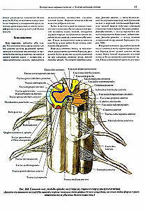 Atlas of Human Anatomy. Volume 3. Neurology. Aesthesiology