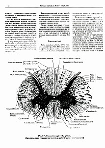 Atlas of Human Anatomy. Volume 3. Neurology. Aesthesiology