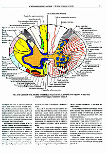 Atlas of Human Anatomy. Volume 3. Neurology. Aesthesiology