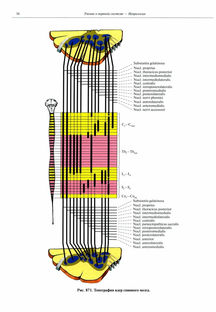 Atlas of Human Anatomy. Volume 3. Neurology. Aesthesiology