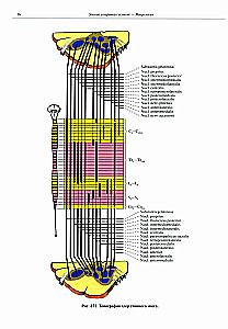 Atlas of Human Anatomy. Volume 3. Neurology. Aesthesiology