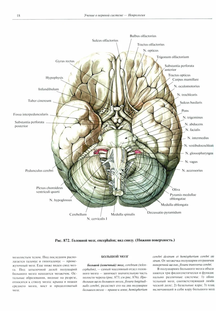 Atlas of Human Anatomy. Volume 3. Neurology. Aesthesiology