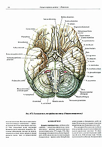 Atlas of Human Anatomy. Volume 3. Neurology. Aesthesiology