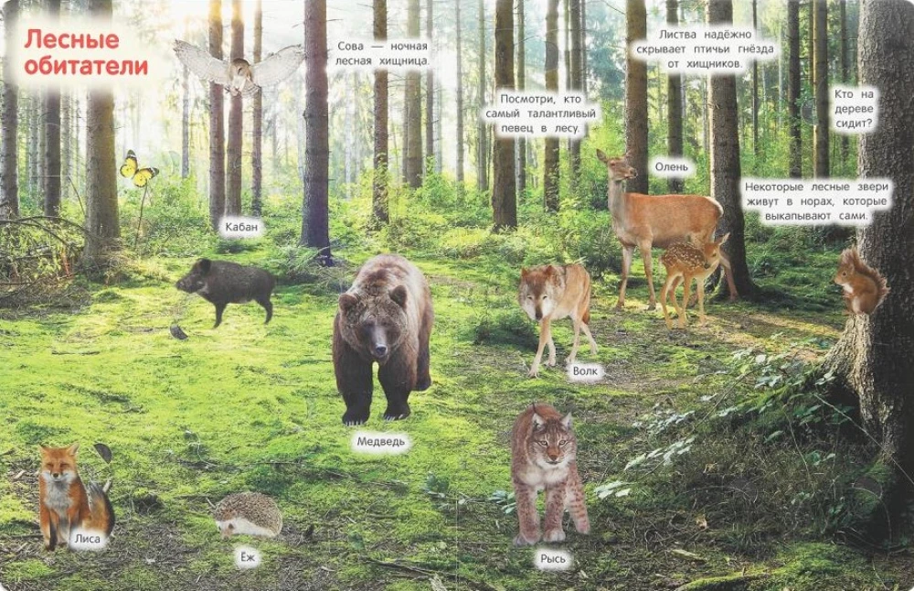 Animals. 50 Windows for Kids
