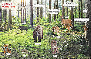 Animals. 50 Windows for Kids