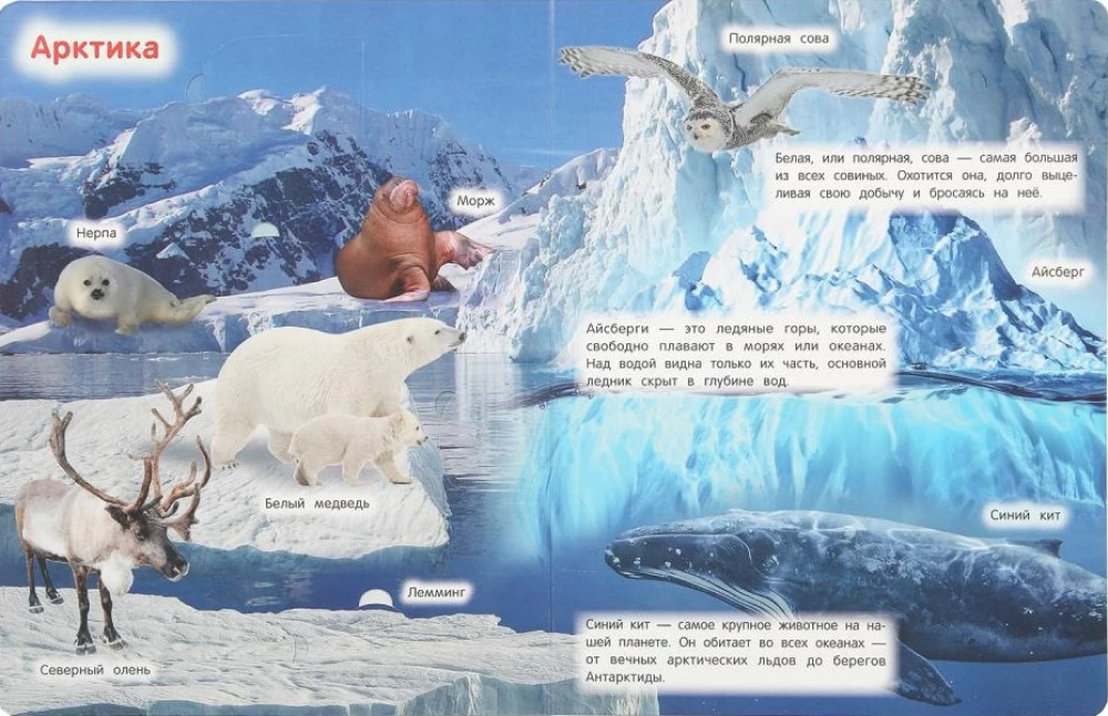 Animals. 50 Windows for Kids