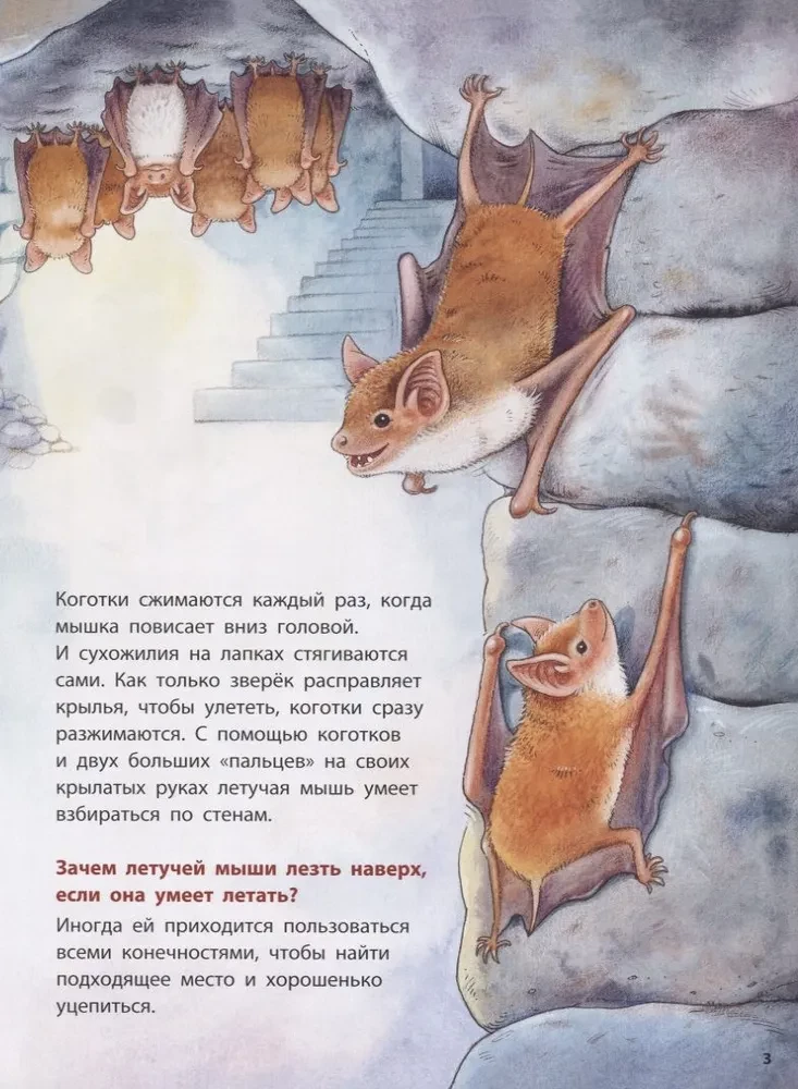 Dokąd leci nietoperz? Pouczające historie