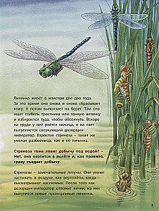 Żabk i jego sąsiedzi. Pouczające historie