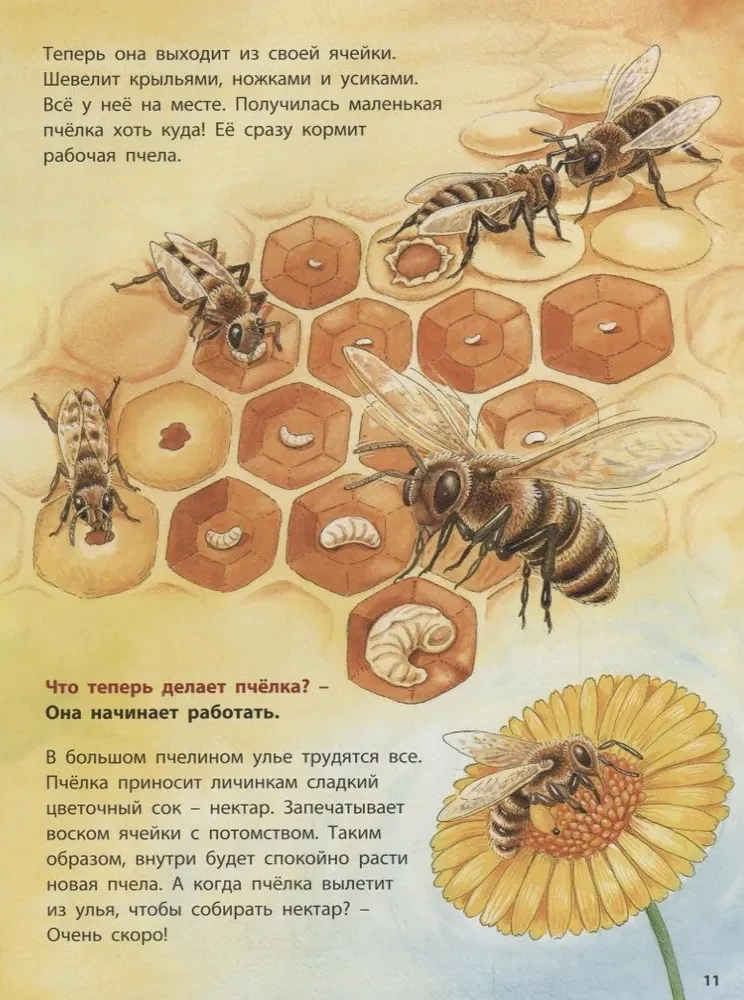 Żabk i jego sąsiedzi. Pouczające historie