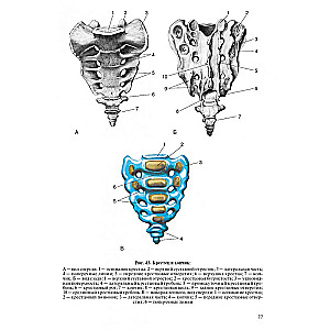 Human Anatomy for Pediatricians. Volume 2