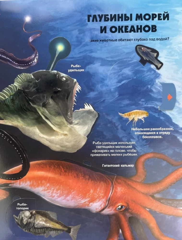Secrets of the Underwater World. A Book with 3D Windows and a Large Puzzle