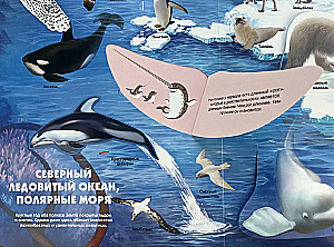 Secrets of the Underwater World. A Book with 3D Windows and a Large Puzzle