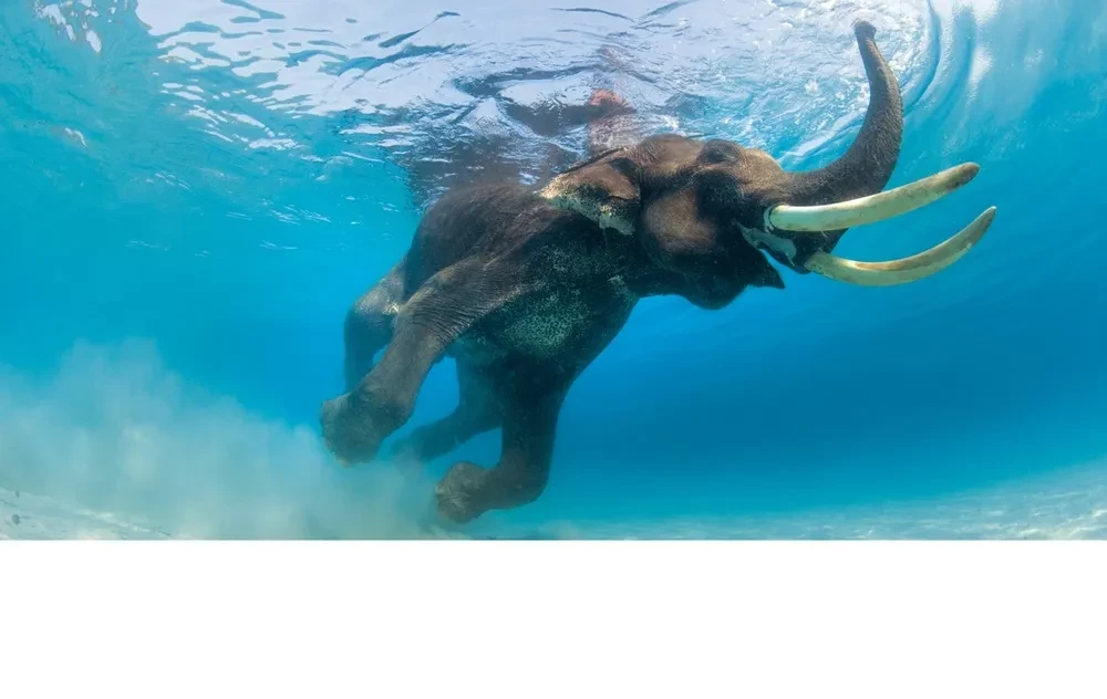 Oceans. Illustrated Atlas