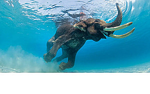 Oceans. Illustrated Atlas